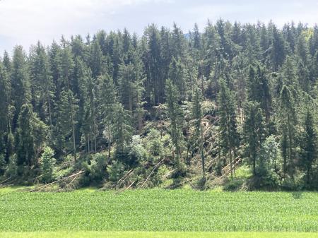 Neurje z vetrolomom v občini Šoštanj