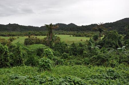 Dezevni-gozd-Fiji