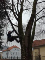 Predstavitev_nega mestnih dreves
