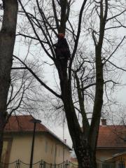 Predstavitev_nega mestnih dreves